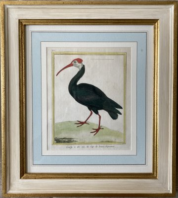click for detailed image Martinet Red head Ibis.JPG